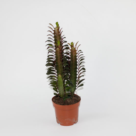 Euphorbia trigona Rubra