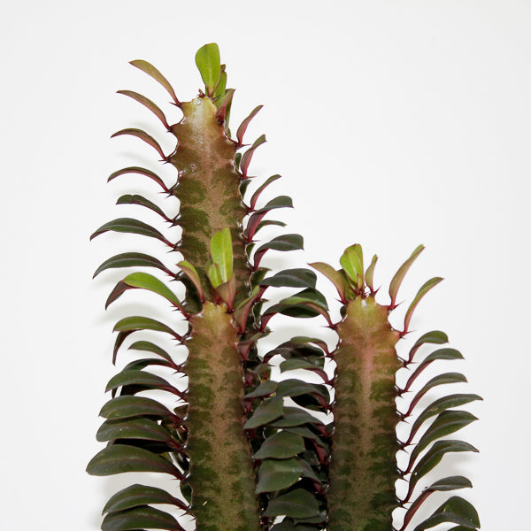 Euphorbia trigona Rubra