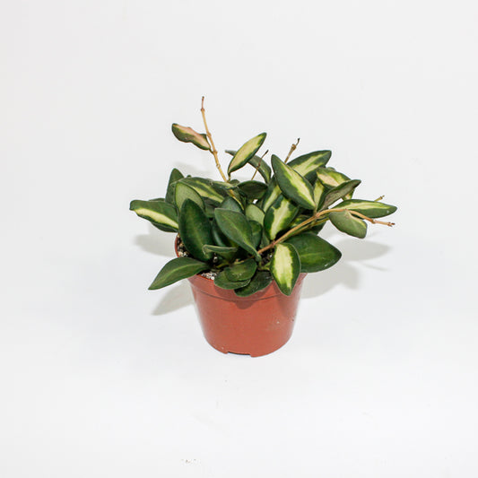 Hoya Burtoniae variegata Ø9cm H11cm