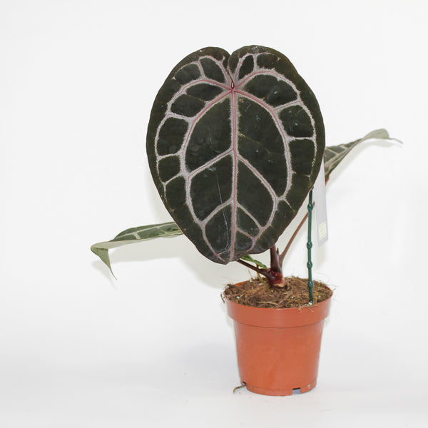 Anthurium 'DocBlock Michelle' 19