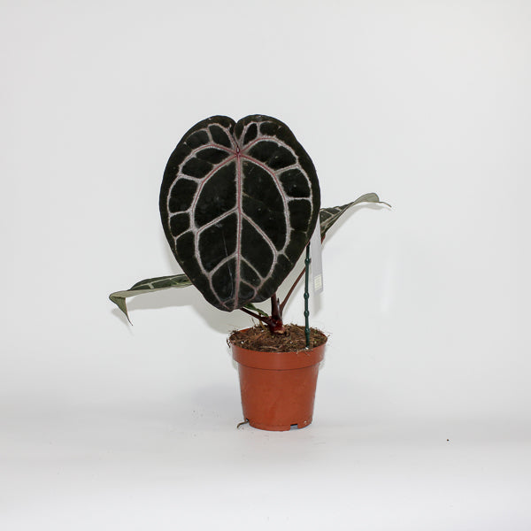 Anthurium 'DocBlock Michelle' 20