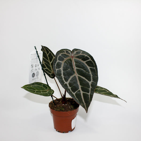 Anthurium 'DocBlock Michelle' 21