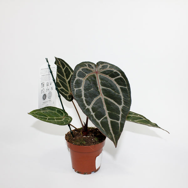 Anthurium 'DocBlock Michelle' 22