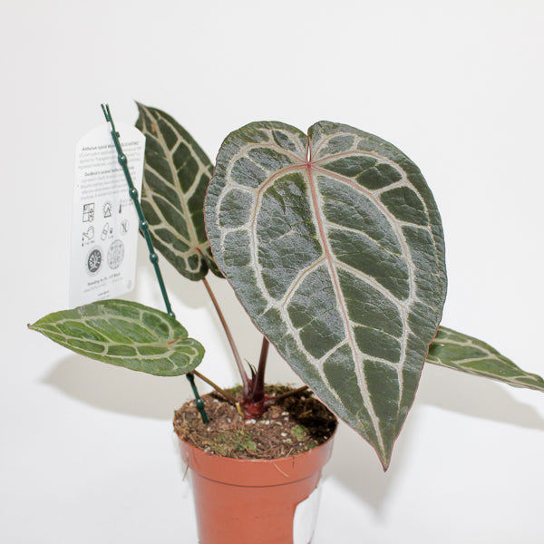 Anthurium 'DocBlock Michelle' 23