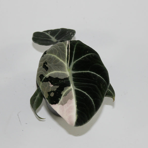 Alocasia reginula 'Black Velvet Pink Variegata'
