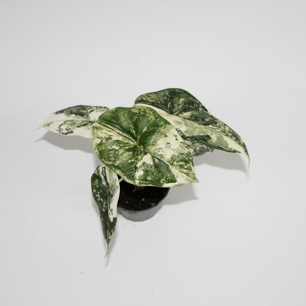 Alocasia baginda 'Dragon Scale Albo Variegata'