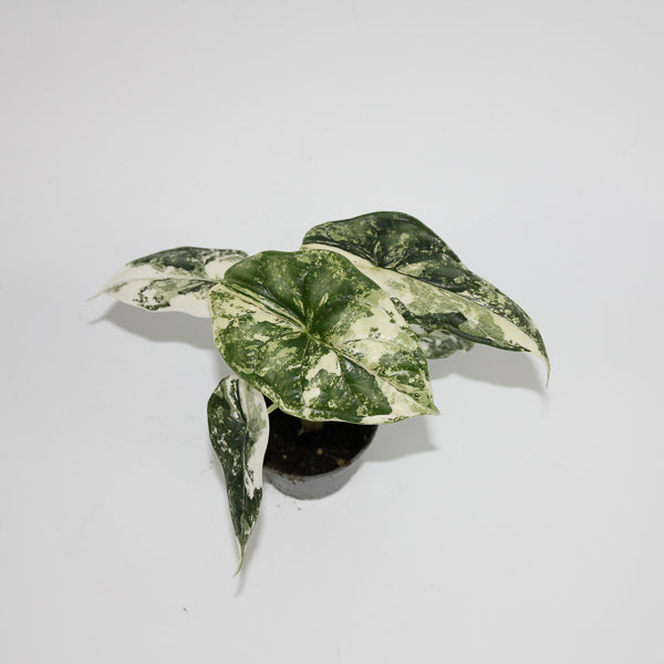 Alocasia 'Dragon Scale Albo Variegata' Ø6cm H10cm
