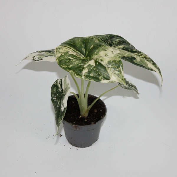 Alocasia 'Dragon Scale Albo Variegata' Ø6cm H10cm