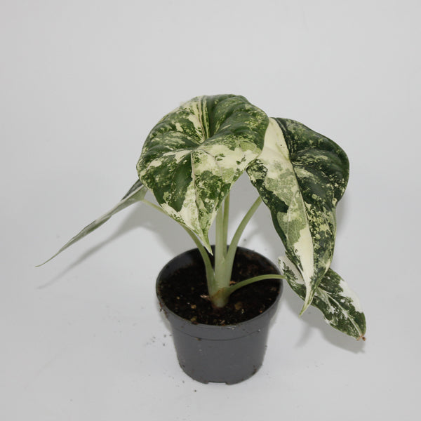 Alocasia 'Dragon Scale Albo Variegata' Ø6cm H10cm