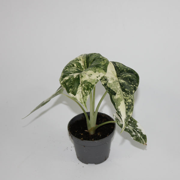 Alocasia 'Dragon Scale Albo Variegata' Ø6cm H10cm