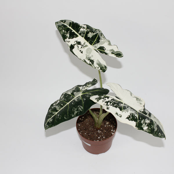 Alocasia micholitziana 'Frydek Variegata' 46