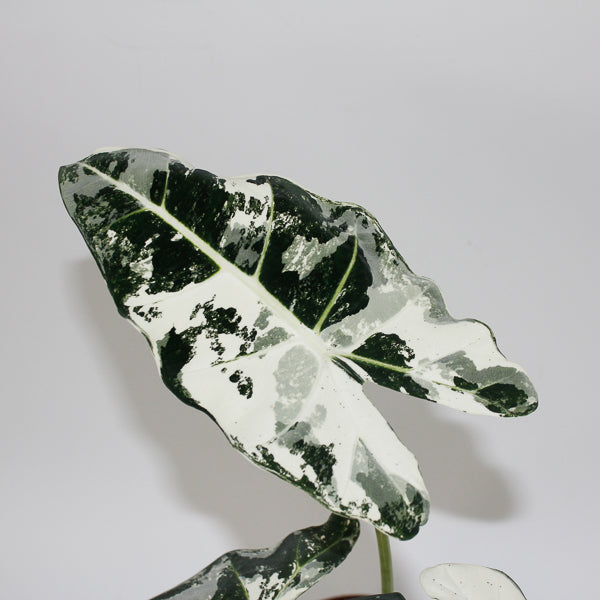 Alocasia micholitziana 'Frydek Variegata' 49