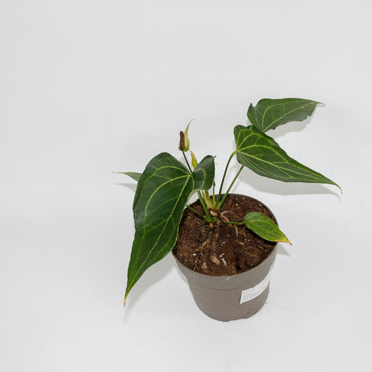 Anthurium 'Delta Force' Ø17cm H30cm