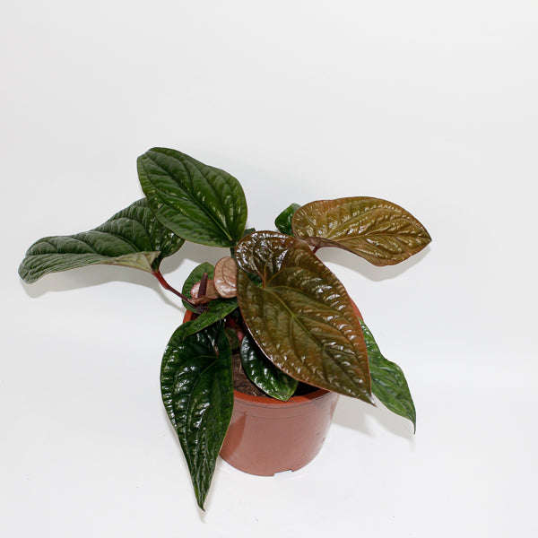 Anthurium radicans × luxurians
