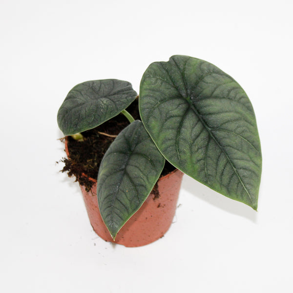 Alocasia 'Maharani'