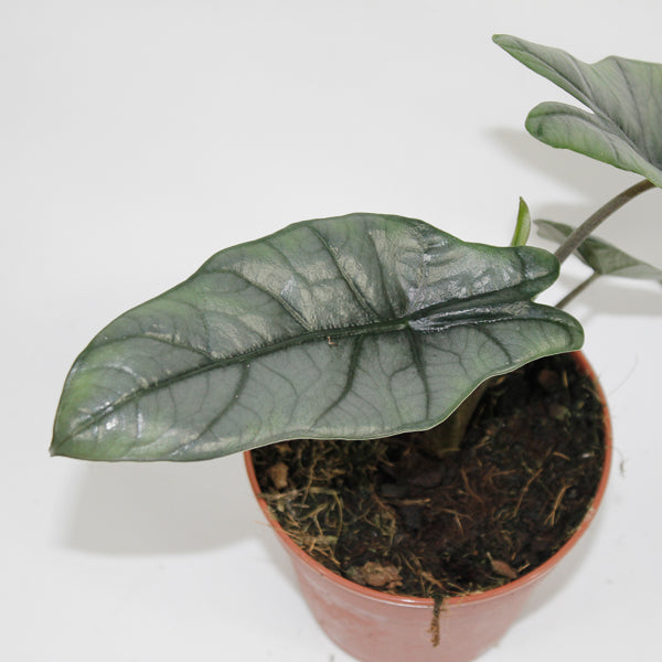 Alocasia heterophylla