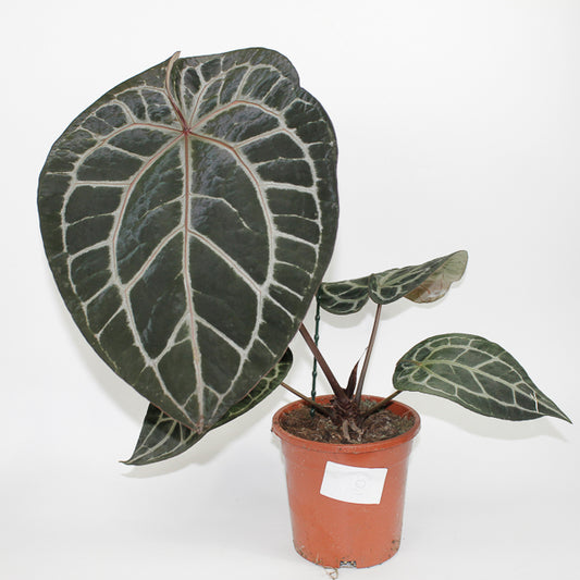 Anthurium 'Docblock Michelle' Ø17cm H40cm