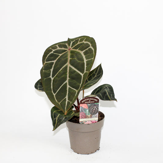 Anthurium DocBlock Michelle '10' x (Michelle x Zara) '28' Ø13cm H20cm