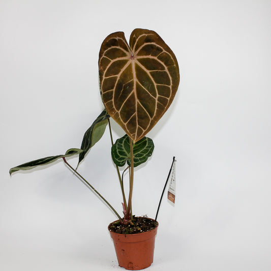 Anthurium RED FENIX Ø17cm H30cm