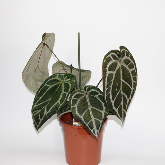 Anthurium DocBlock Zara '14' x Red Crystal '12' Ø17cm H20cm