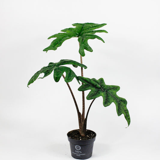 Alocasia Jacklyn Ø12cm H35cm