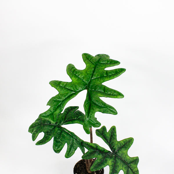 Alocasia Jacklyn Ø12cm H35cm