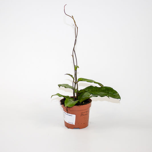 Hoya Erythrina Ø9cm H15cm