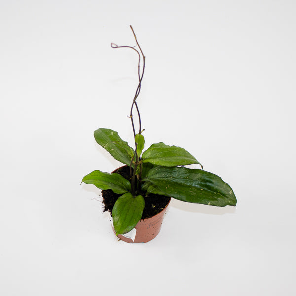 Hoya Erythrina Ø9cm H15cm