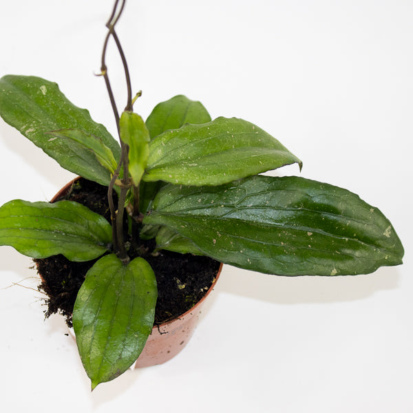 Hoya Erythrina Ø9cm H15cm