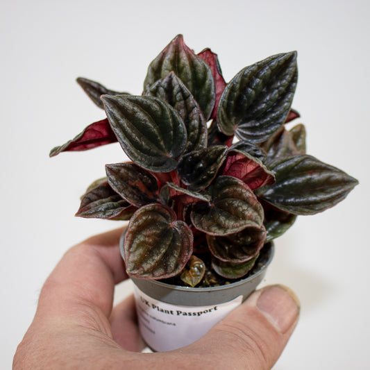 Peperomia (unidentified) Ø6cm H10cm