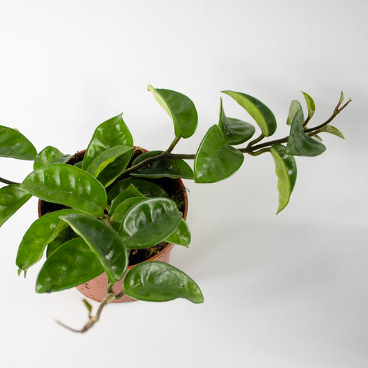 Hoya carnosa 'Krinkle 8' Ø10.5cm H15cm