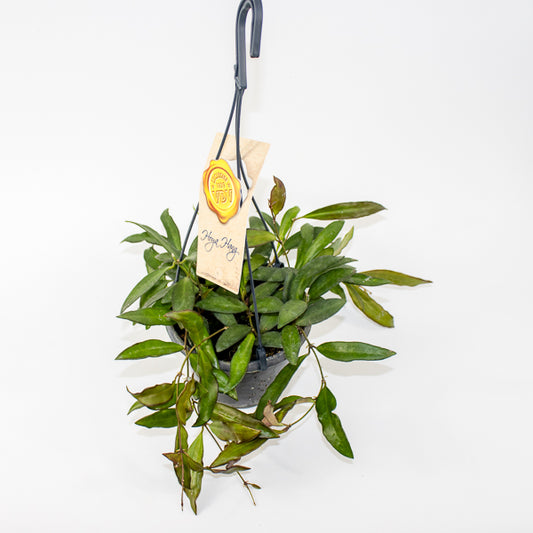 Hoya Rosita Ø14cm H20cm