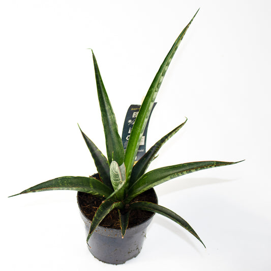 Sansevieria trifasciata Ø10.5cm H35cm