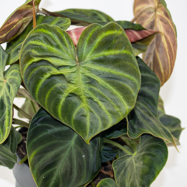 Philodendron Verrucosum