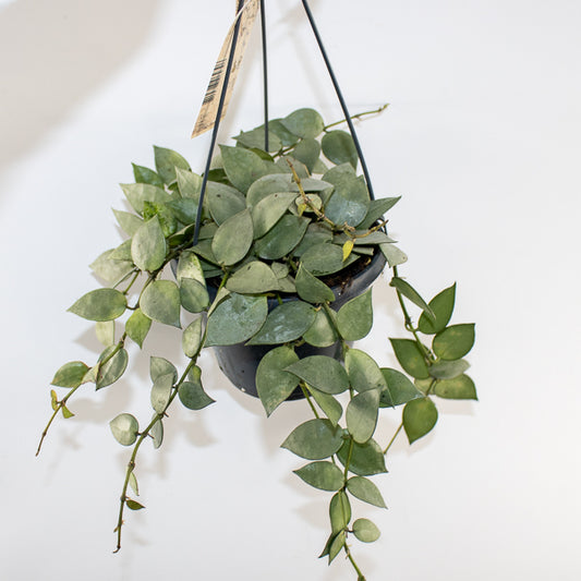 Hoya krohniana Eskimo Ø14cm H35cm