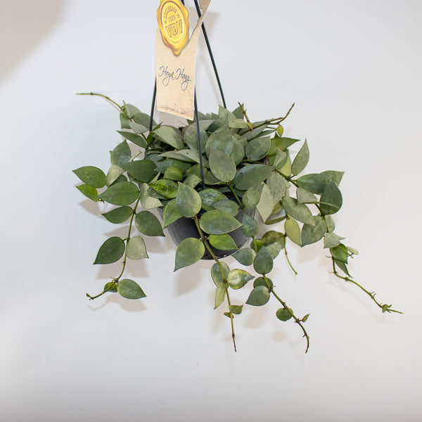Hoya krohniana Eskimo Ø14cm H35cm