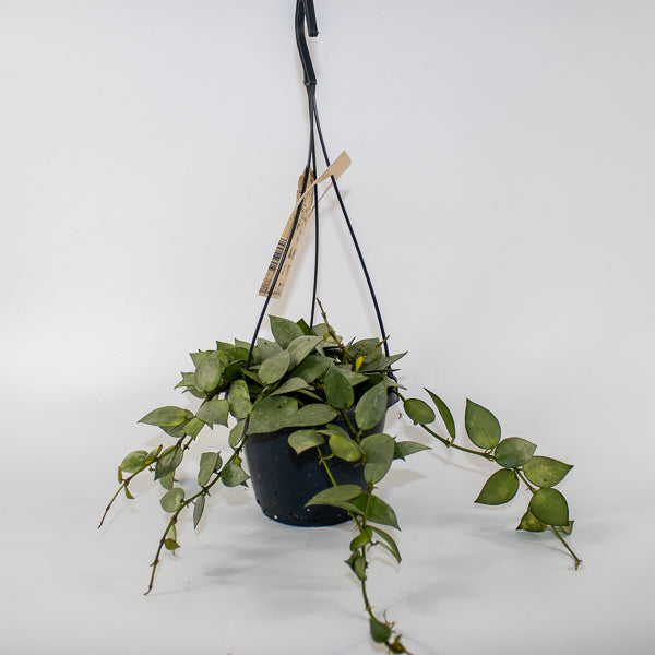 Hoya krohniana Eskimo Ø14cm H35cm