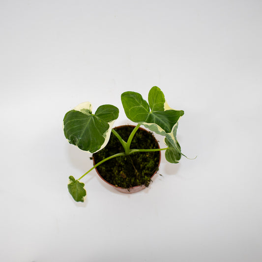 Alocasia Mickey Mouse - AKA - Xanthosoma sagittifolium Variegatum Monstrosum Ø10.5cm H20cm