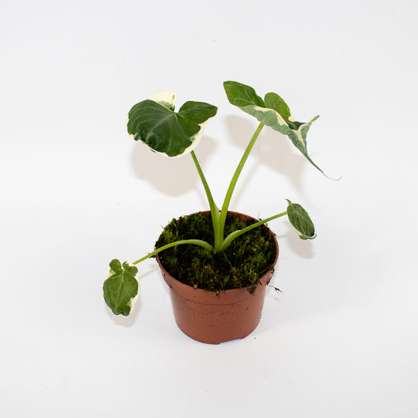 Alocasia Mickey Mouse - AKA - Xanthosoma sagittifolium Variegatum Monstrosum Ø10.5cm H20cm