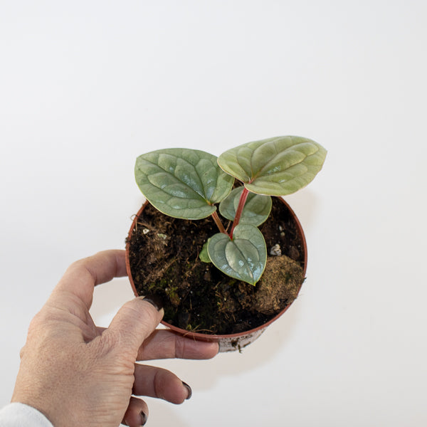 Anthurium luxurians Ø10.5cm H15cm