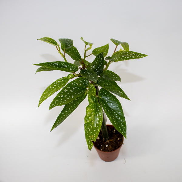 Begonia Tamaya Ø9cm H35cm