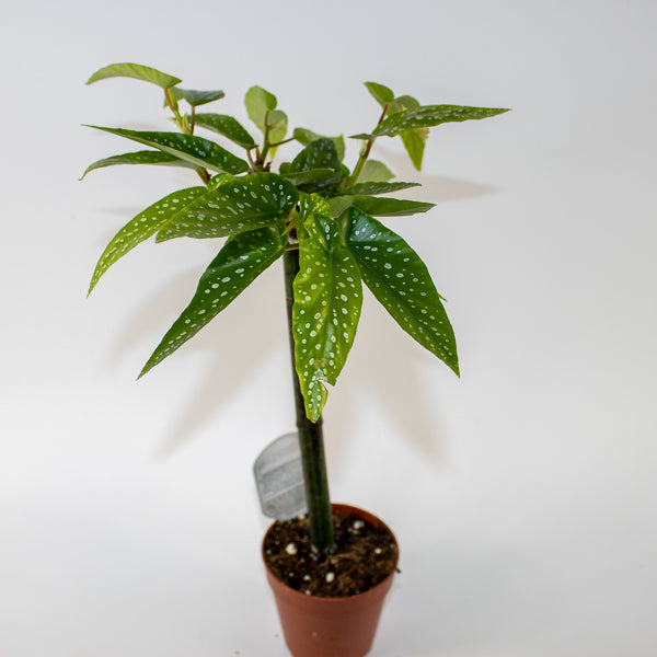 Begonia Tamaya Ø9cm H35cm