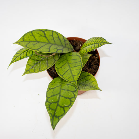 Hoya callistophylla KAL 16 Ø12cm H14cm