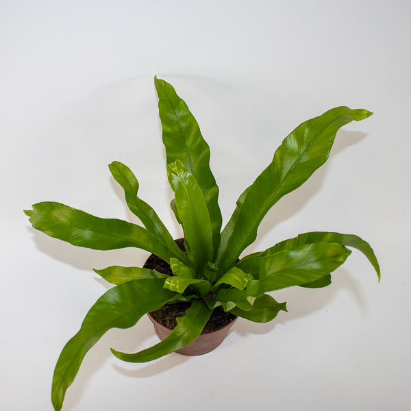 Asplenium antiquum Ø12cm H19cm