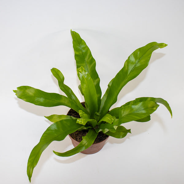 Asplenium antiquum Ø12cm H19cm