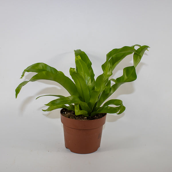 Asplenium antiquum Ø12cm H19cm