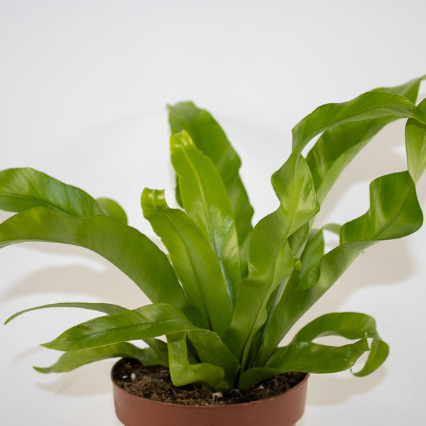 Asplenium antiquum Ø12cm H19cm