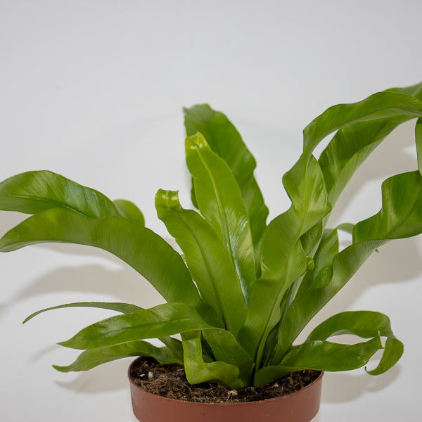 Asplenium antiquum Ø12cm H19cm