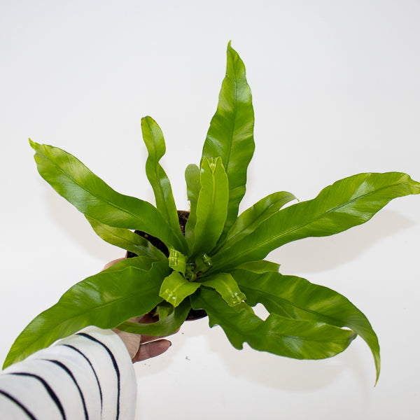 Asplenium antiquum Ø12cm H19cm