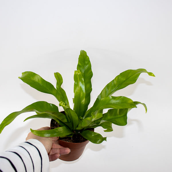 Asplenium antiquum Ø12cm H19cm